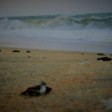 Clean Ocean