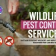Wildlife Pest Control
