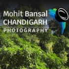 Mohit Bansal Chandigarh
