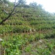 Land for Life with Inga Alley Cropping