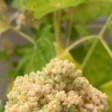 QuinoPonics