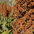 Southern Sorghum