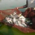 Kange integrated fish farm uganda